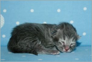 Male Siberian Kitten from Deedlebug Siberians